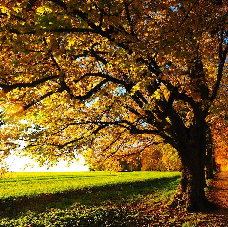 Welcome to Americans’ Favorite Season: Three Fall Facts and CBD Stats - Farmulated