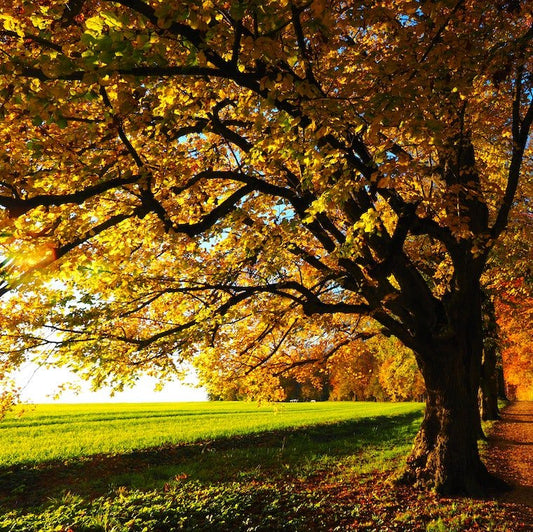 Welcome to Americans’ Favorite Season: Three Fall Facts and CBD Stats - Farmulated