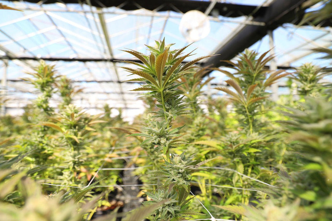 10 Benefits of CBD - Farmulated