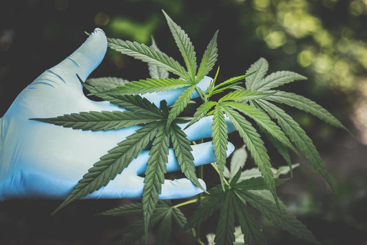 Is CBD Halal? - Farmulated
