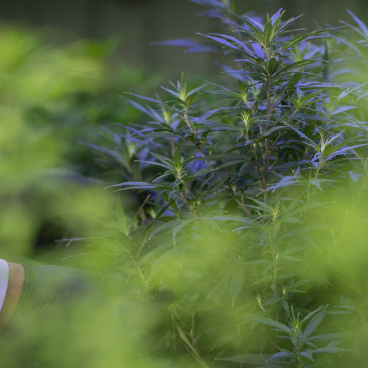 CBD and THC Together: How Full Spectrum Oils Maximize Benefits - Farmulated
