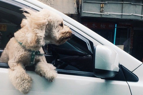 Add CBD Pet Treats to Your Road Trip Packing List - Farmulated