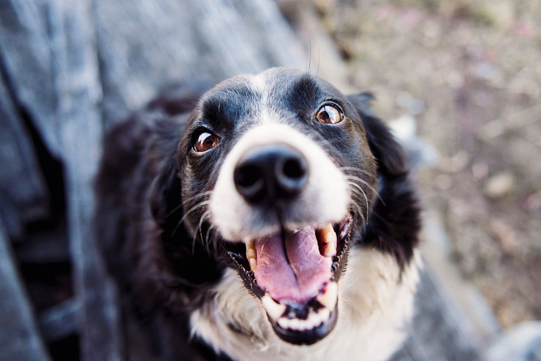 Dog waiting for CBD tincture