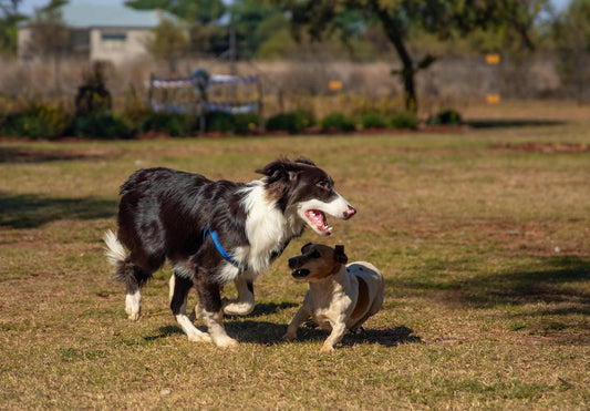 Best Organic CBD Oil for Dogs With Joint Pain Relief