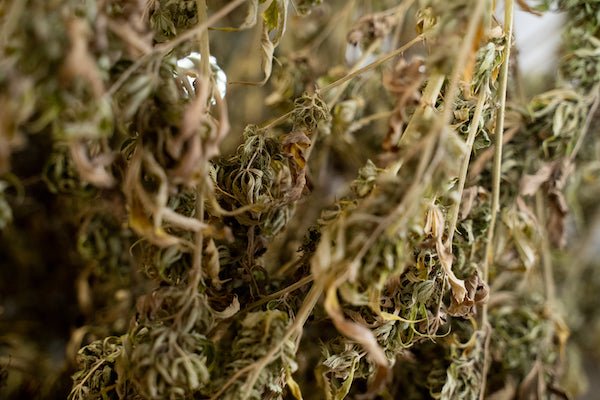 Whole Plant Potential and the Entourage Effect - Farmulated