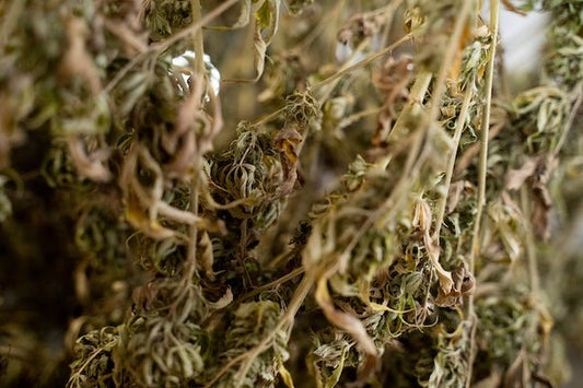 Whole Plant Potential and the Entourage Effect - Farmulated