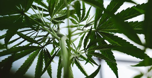 How the Roots of Vertical Integration Branched into Hemp - Farmulated