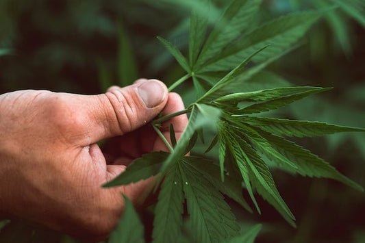 Fighting Inflammation Naturally: Nixing Steroids for CBD - Farmulated