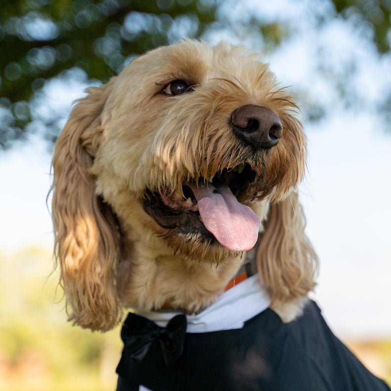 Make a Dog’s Day: CBD for Energetic Dog Breeds - Farmulated