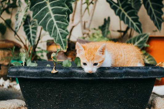 cat separation anxiety