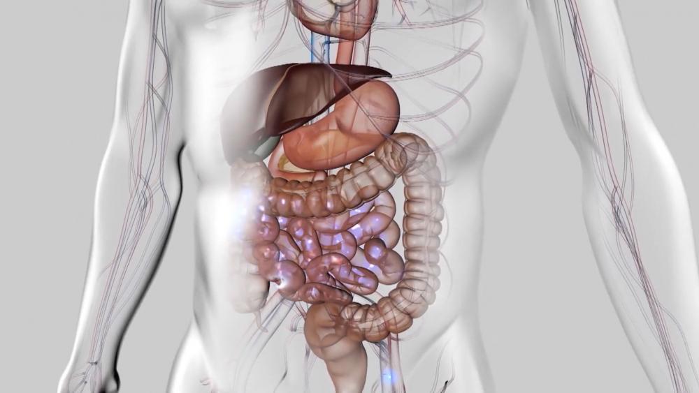 CBD Gut Health - Farmulated