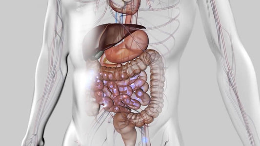 CBD Gut Health - Farmulated