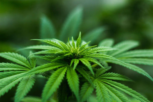 The Effects of CBD on Kidney Health: Separating Fact from Fiction - Farmulated
