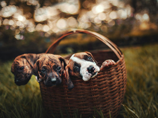 hemp oil for pets