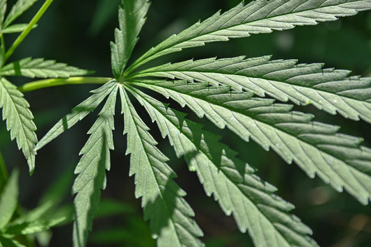 What’s the Best CBD Oil for Liver Damage?