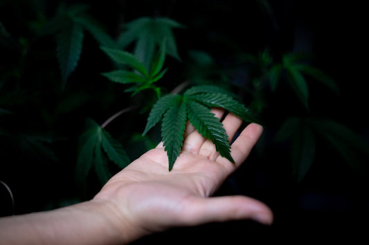 Is Hemp Extract the Same as CBD? - Farmulated