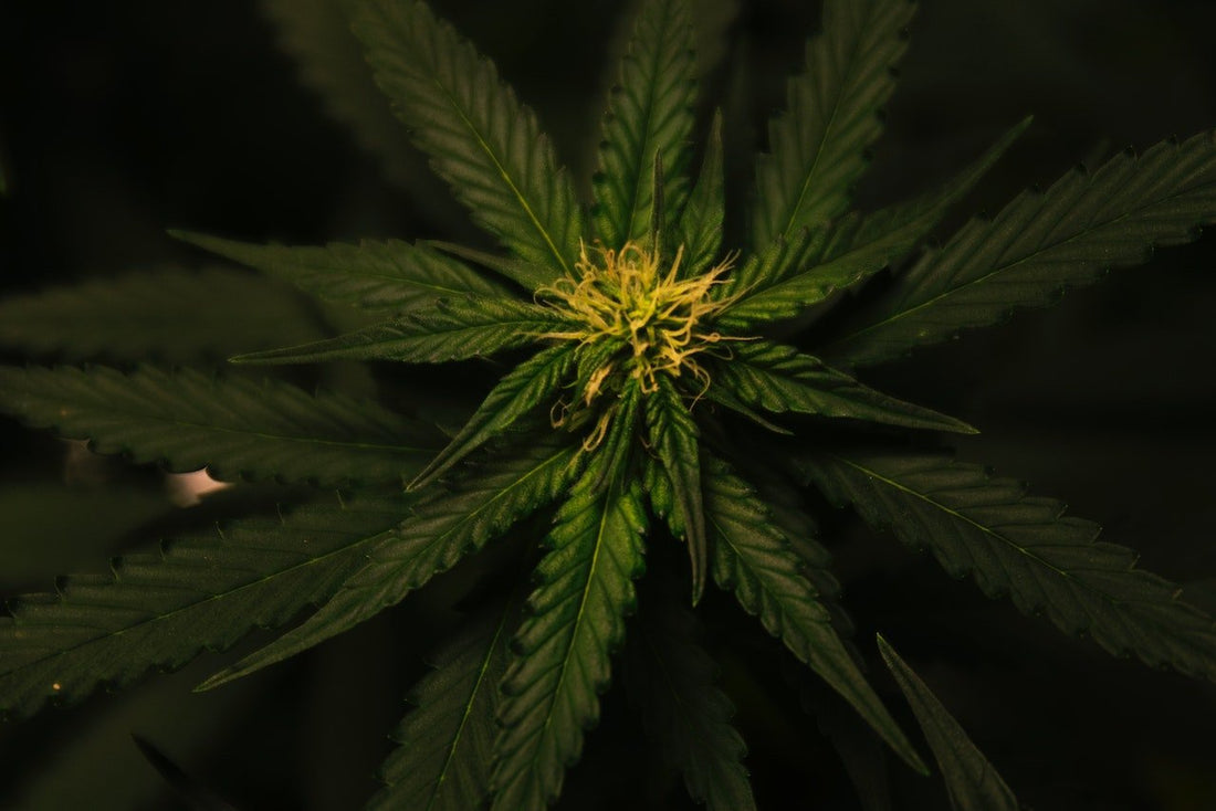 Does full-spectrum CBD have THC? - Farmulated
