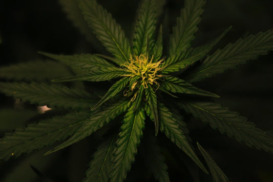 Does full-spectrum CBD have THC? - Farmulated