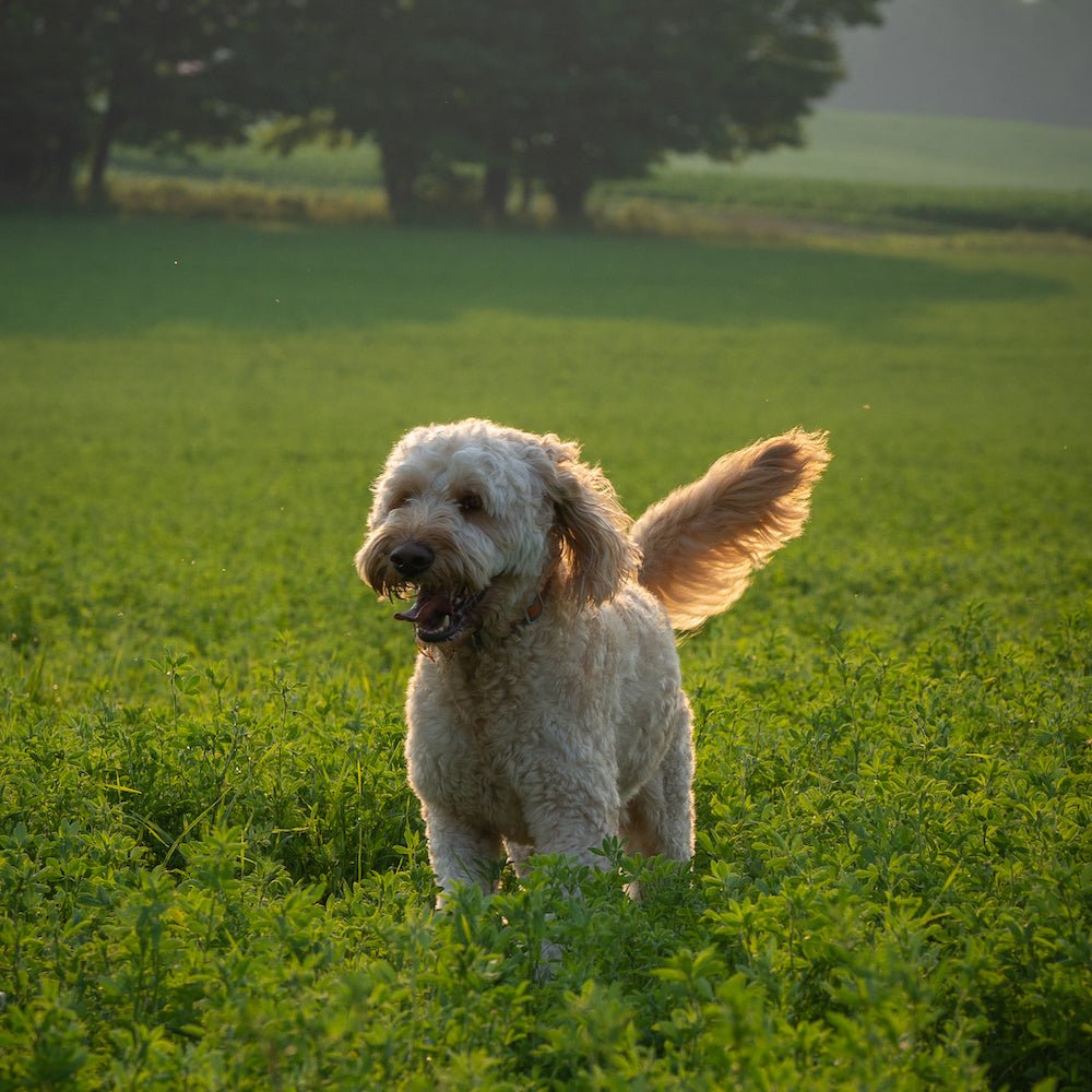 CBD for Dogs: Dosages for Common Health Conditions - Farmulated