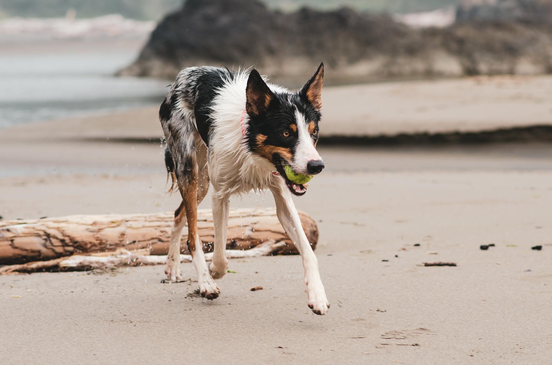 Dog needing cbd dog treats for joint pain