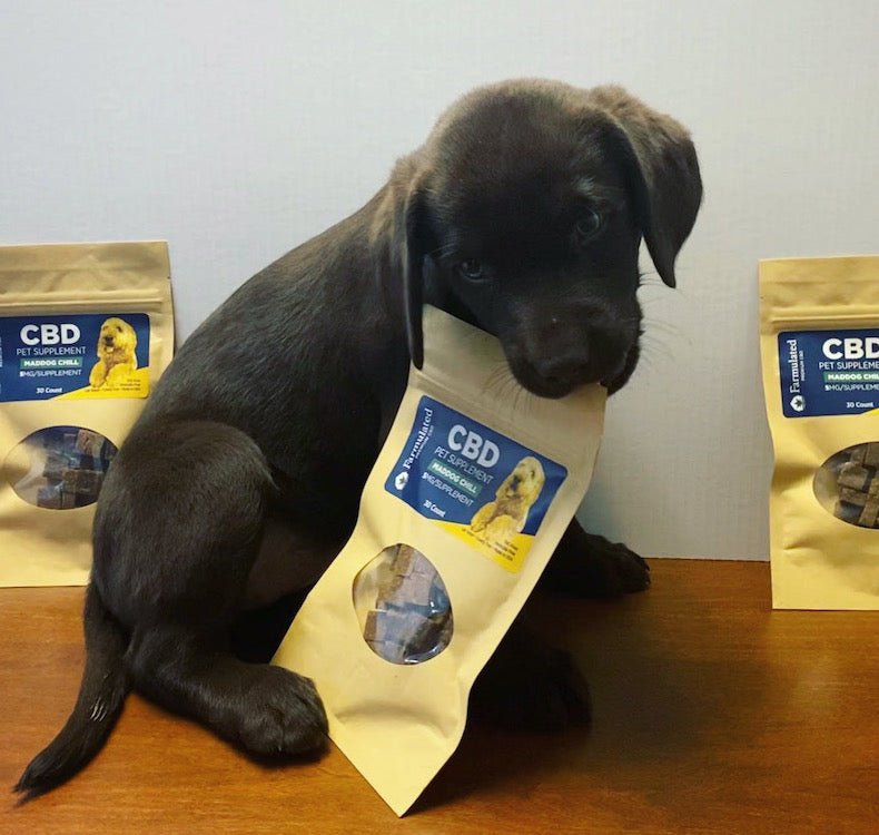Make a Dog's Day with CBD Pet Treats - Farmulated
