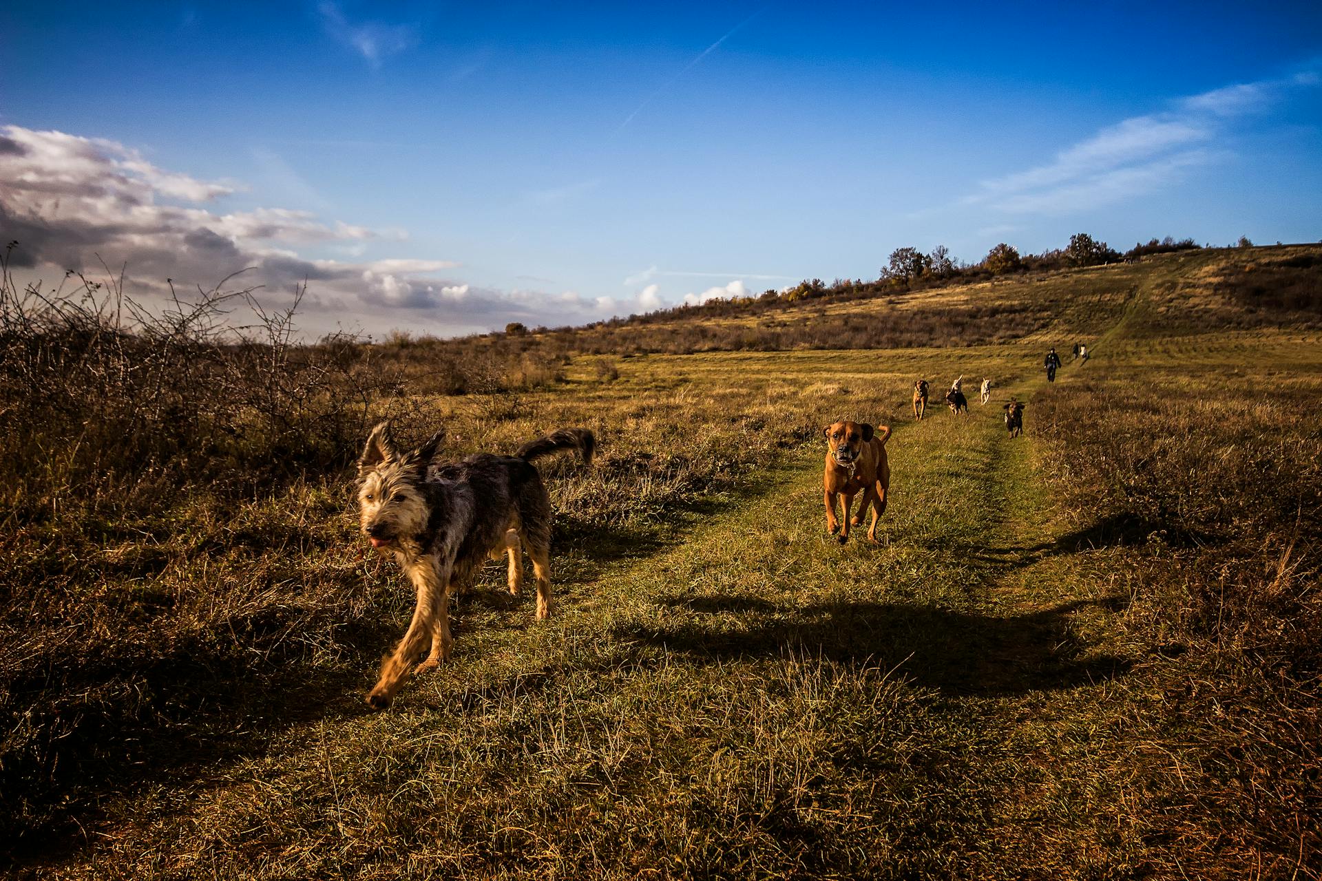 Dogs needing canine CBD for joint pain.