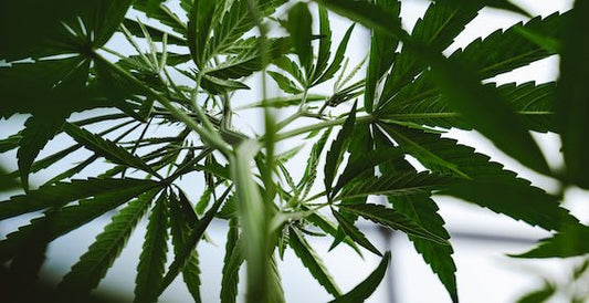 Cannabis Use Spiking Amid COVID-19 - Farmulated