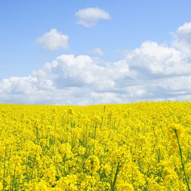 April Brings Seasonal Allergies; CBD, a Remedy - Farmulated