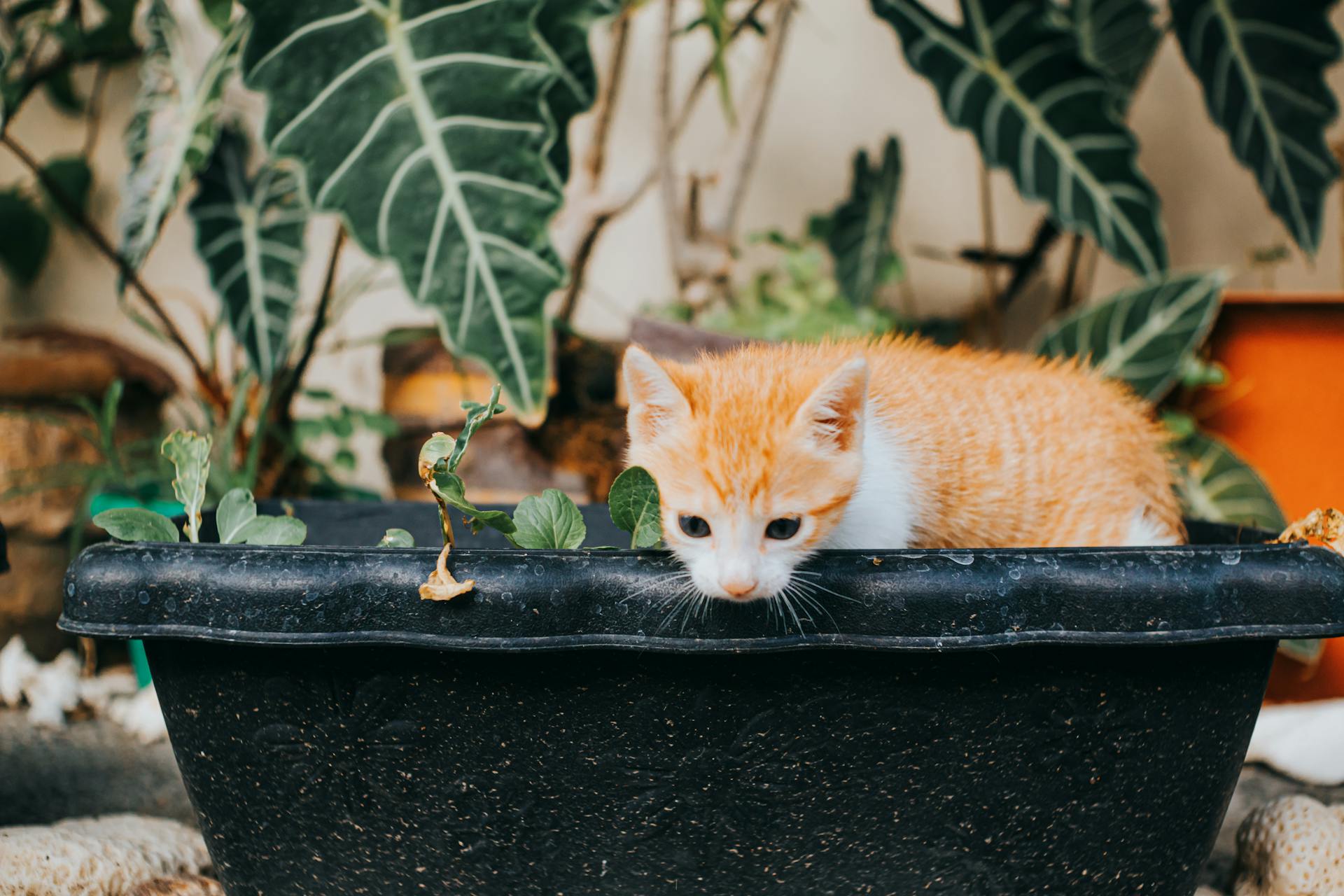 cat separation anxiety