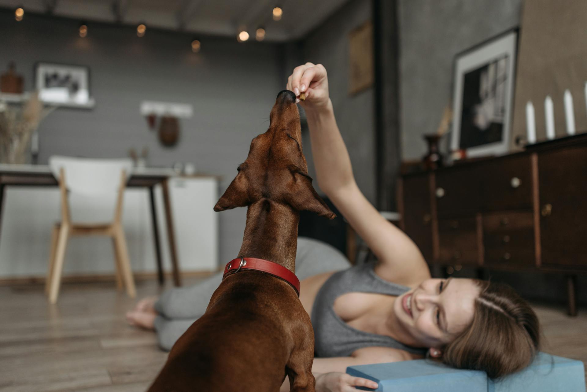 dog getting a cbd dog treat