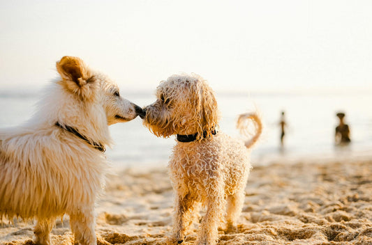 dogs that take charlotte's web dog cbd